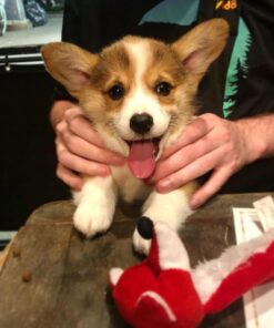 Corgi puppies for sale