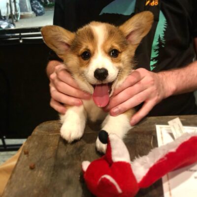 Corgi puppies for sale