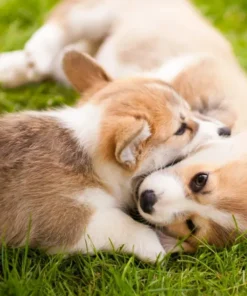 Corgi puppies