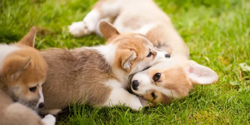 Corgi puppies