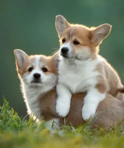 Corgi puppies for sale near me