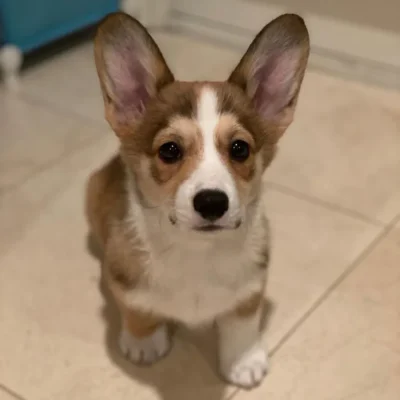 Corgi puppies for sale