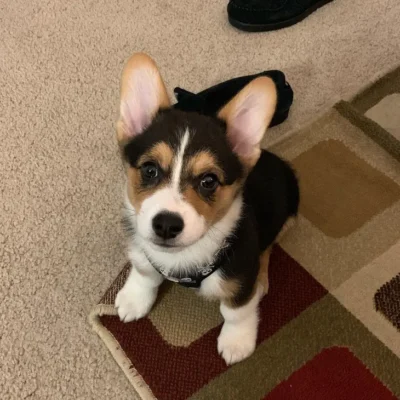 Corgi breeds