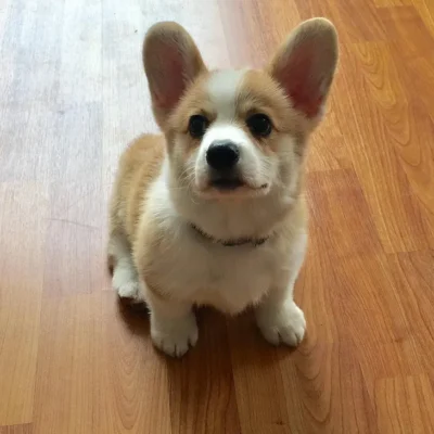 Corgi puppies for sale