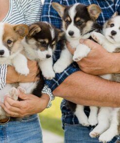 Corgi puppies for sale