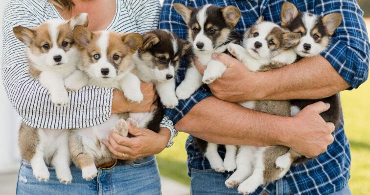 Corgi puppies for sale