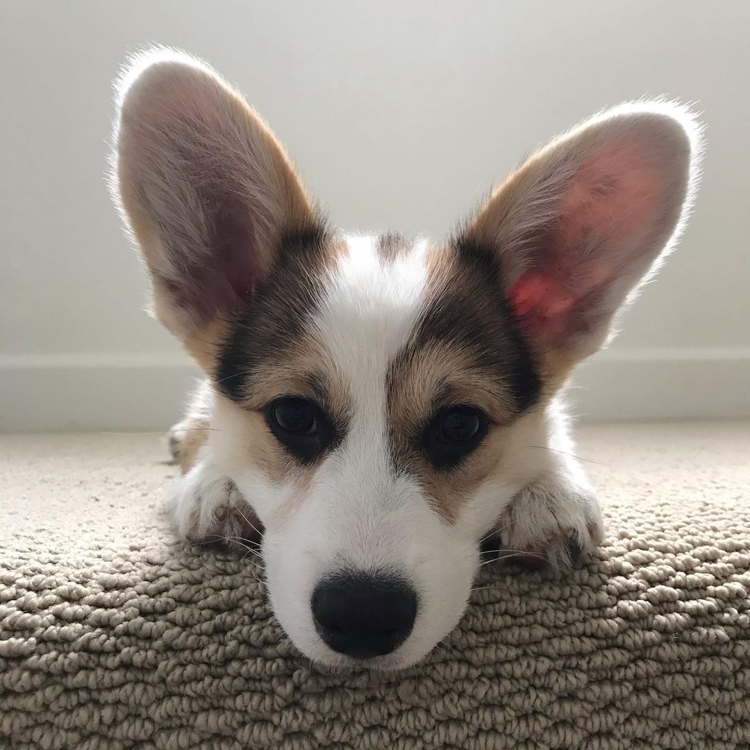 Corgi breeds