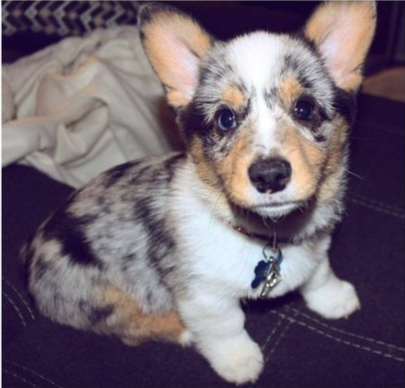 Corgi puppies for sale