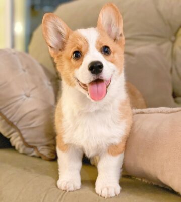 Corgi puppies for sale